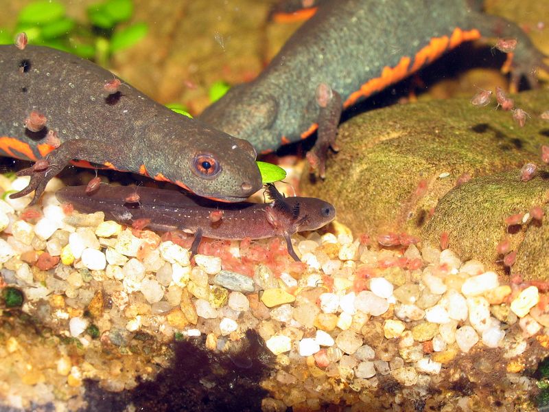 Today we have daphnias for dinner! 
Cynops orientalis DO NOT eat their larvae.