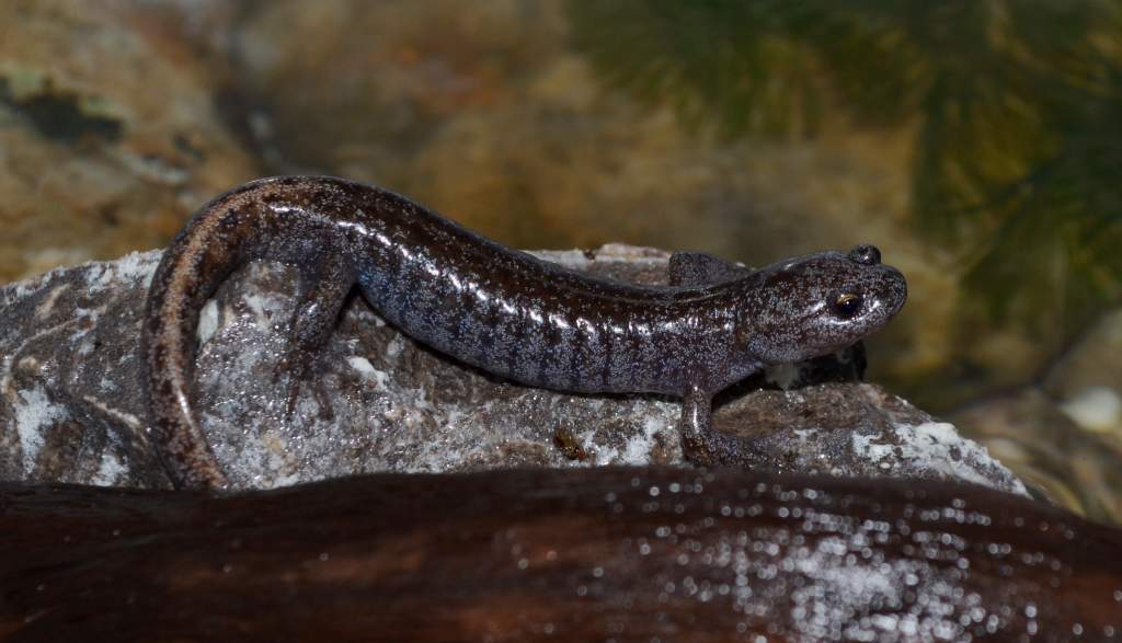 'Tokyo Salamander
1.2.0
Nomenclature: Hynobius tokyoensis
IUCN Red List: Vulnerable
Country of Origin: Kanto District on Honshu Island, Japan.

© 2013