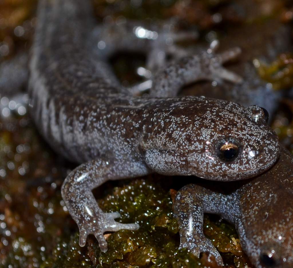 'Tokyo Salamander
1.2.0
Nomenclature: Hynobius tokyoensis
IUCN Red List: Vulnerable
Country of Origin: Kanto District on Honshu Island, Japan.

© 2013