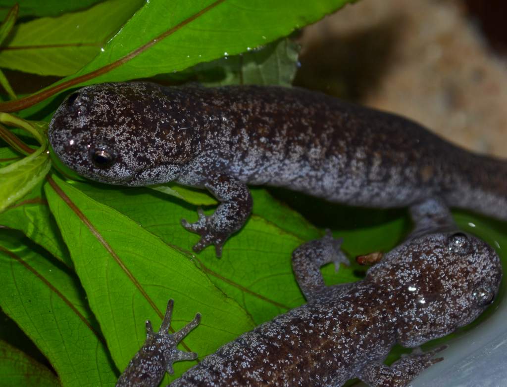 Tokyo Salamander
1.2.0
Nomenclature: Hynobius tokyoensis
IUCN Red List: Vulnerable
Country of Origin: Kanto District on Honshu Island, Japan.

© 2013 