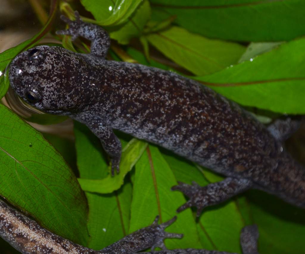 Tokyo Salamander
1.3.0
Nomenclature: Hynobius tokyoensis
IUCN Red List: Vulnerable
Country of Origin: Kanto District on Honshu Island, Japan.

© 2013 