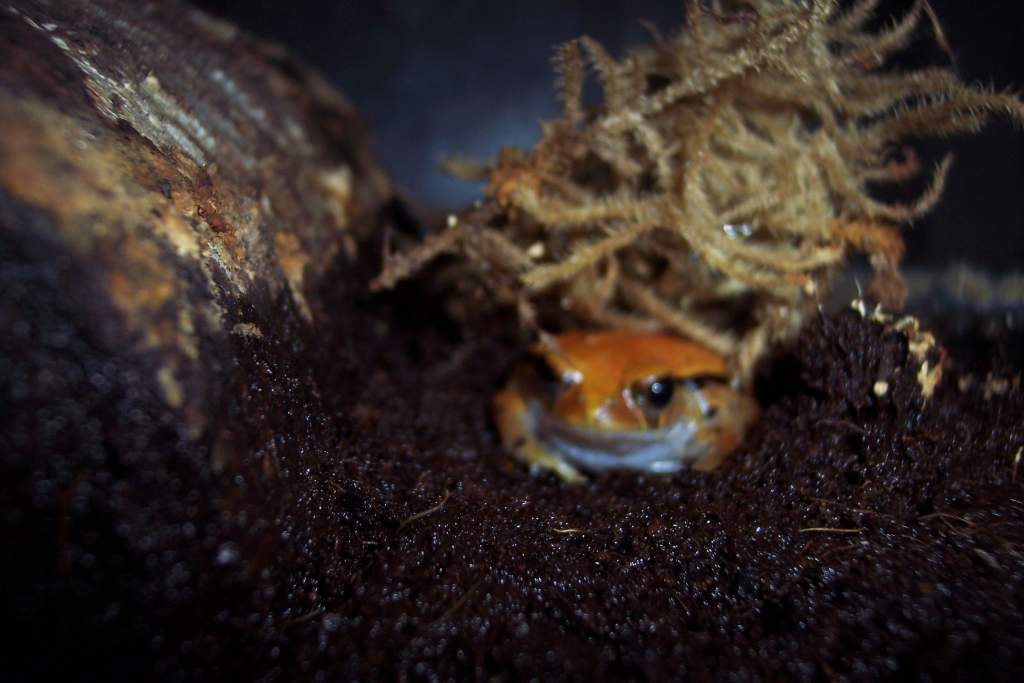 Tomato Frog