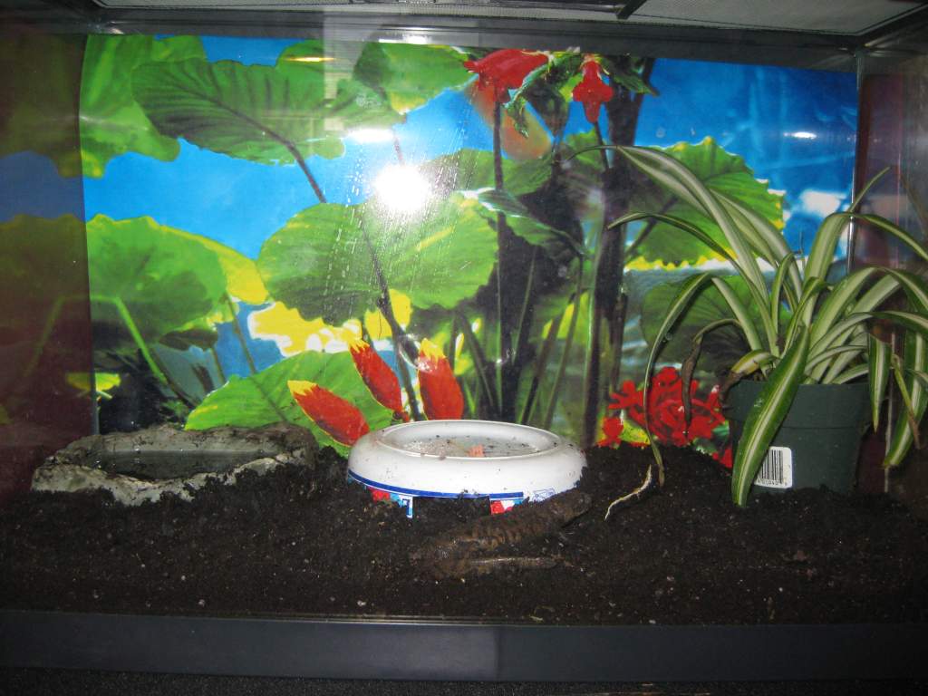 Tony's new home!! Still under construction, i plan on putting a log or piece of wood instead of my margarine container house. Maybe a rock too.