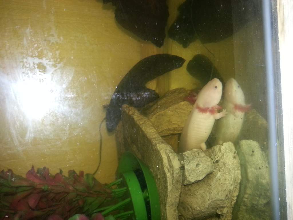 Toothless and Angel in their old tank