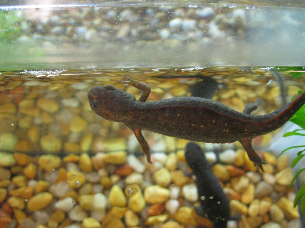 Top view of a lighter colored Cynops orientalis with a 'standard' colored one in the background.