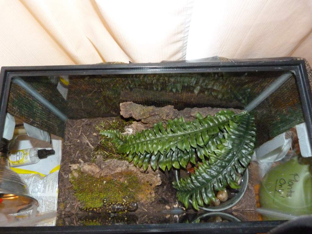 Top view of the current A. tigrinum habitat. It's come out to beg again!