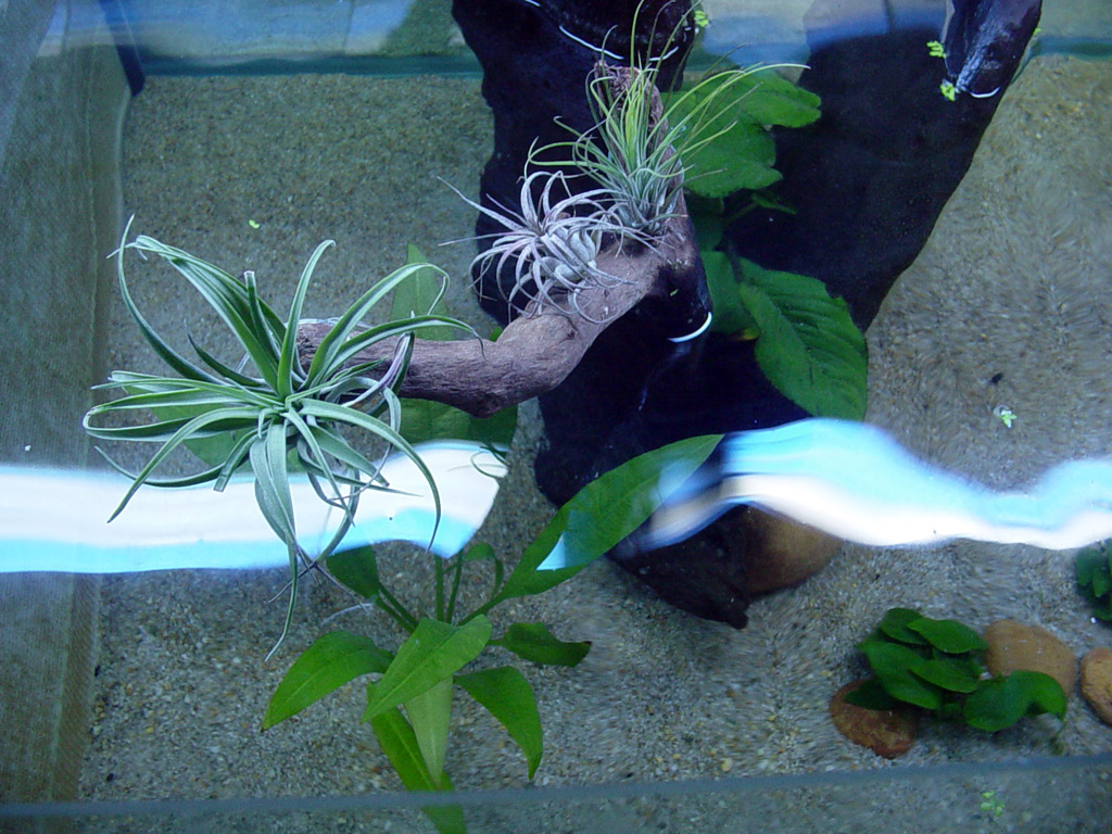 Top view of the feature driftwood. There's an anubius growing in the centre of the wood and an amazon sword and anubius nana planted beside it. The pl