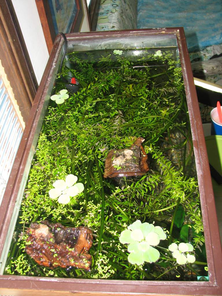 top view of the tank after it has been converted to a newt tank