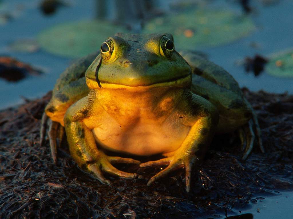 Total Contentment Bullfrog