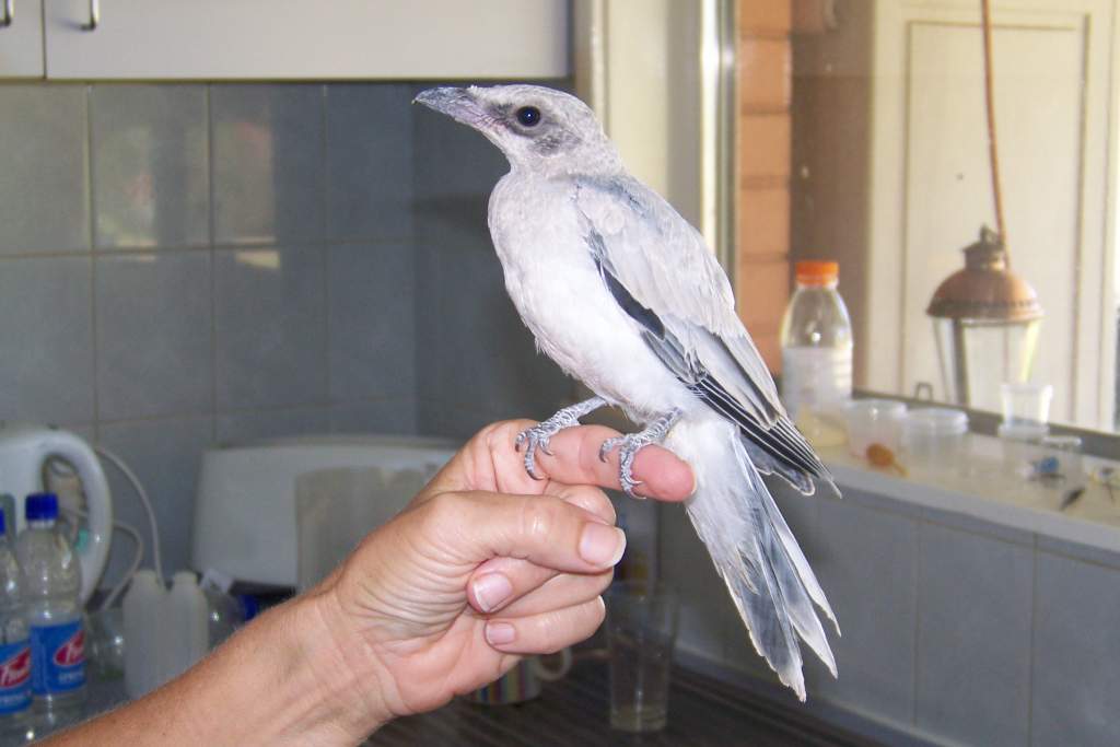 tralala one of the baby couckoo shrikes