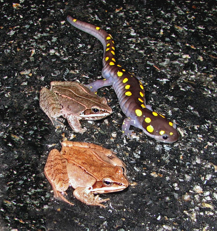 Traveling companions
Sometimes the wood frogs inflate even before they get to the pond. (Their sides puff out for noise-making, not their throat like 