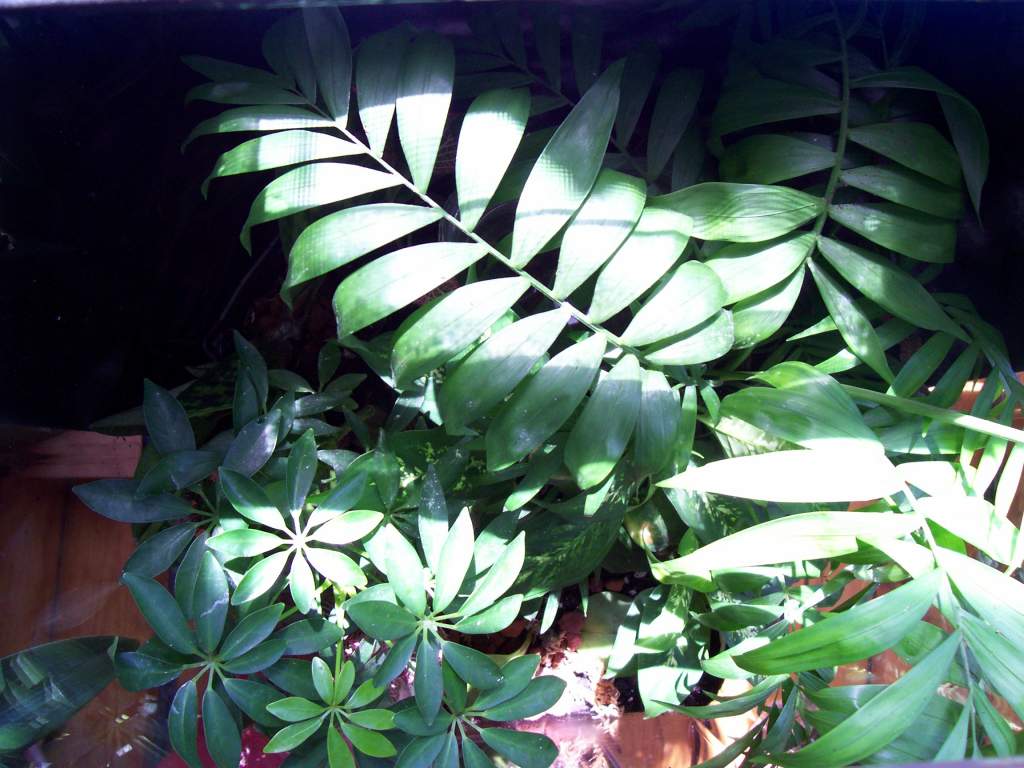 tree frog viv from above