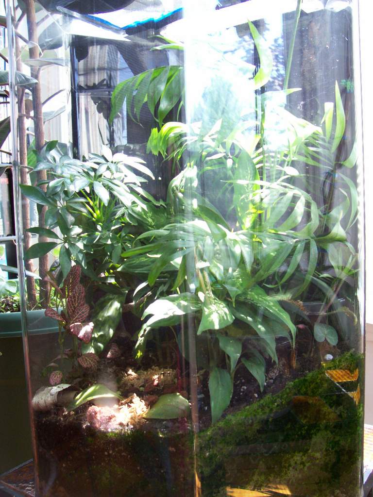 tree frog viv