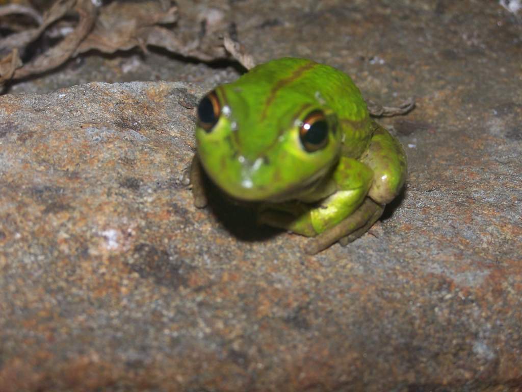 Tree frog3