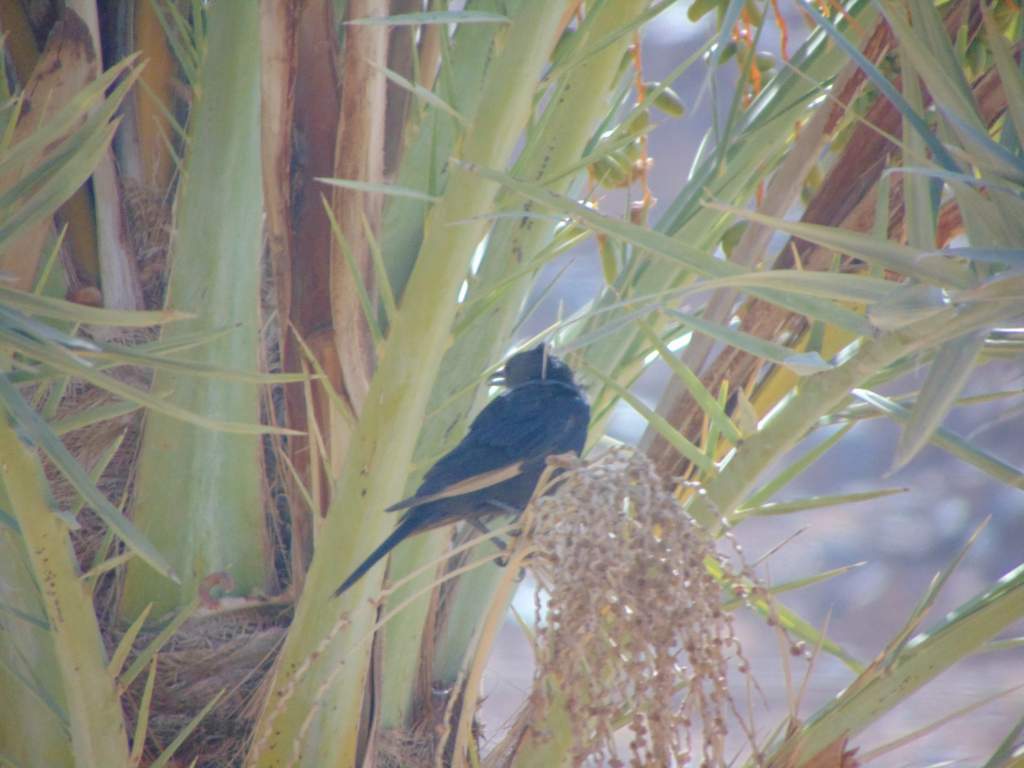 Tristram's Starling. Seen in Wadi Rum