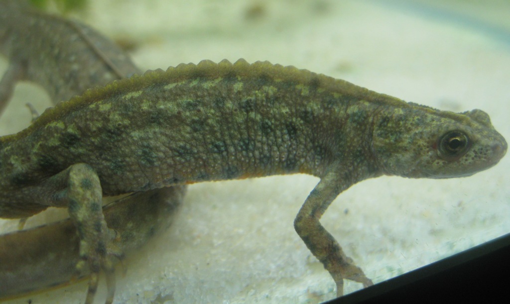 Triturus arntzeni adult