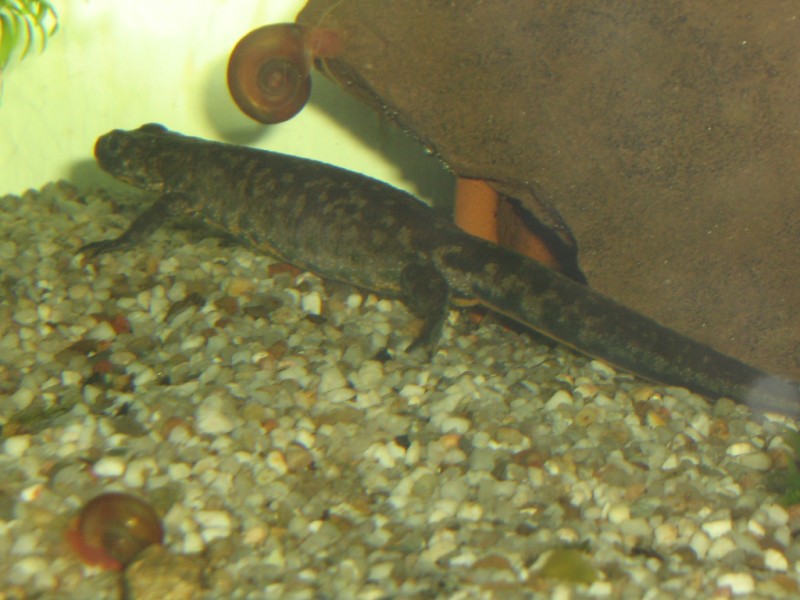 Triturus arntzeni female first day in water after terrestrial period, 15 sept 09