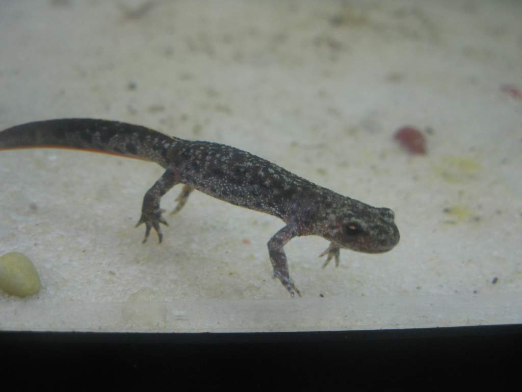 Triturus arntzeni juvenile