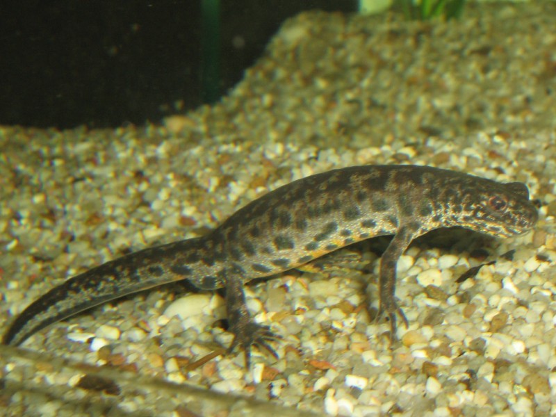 Triturus Arntzeni male first day in water after terrestrial period, 15 sept 09