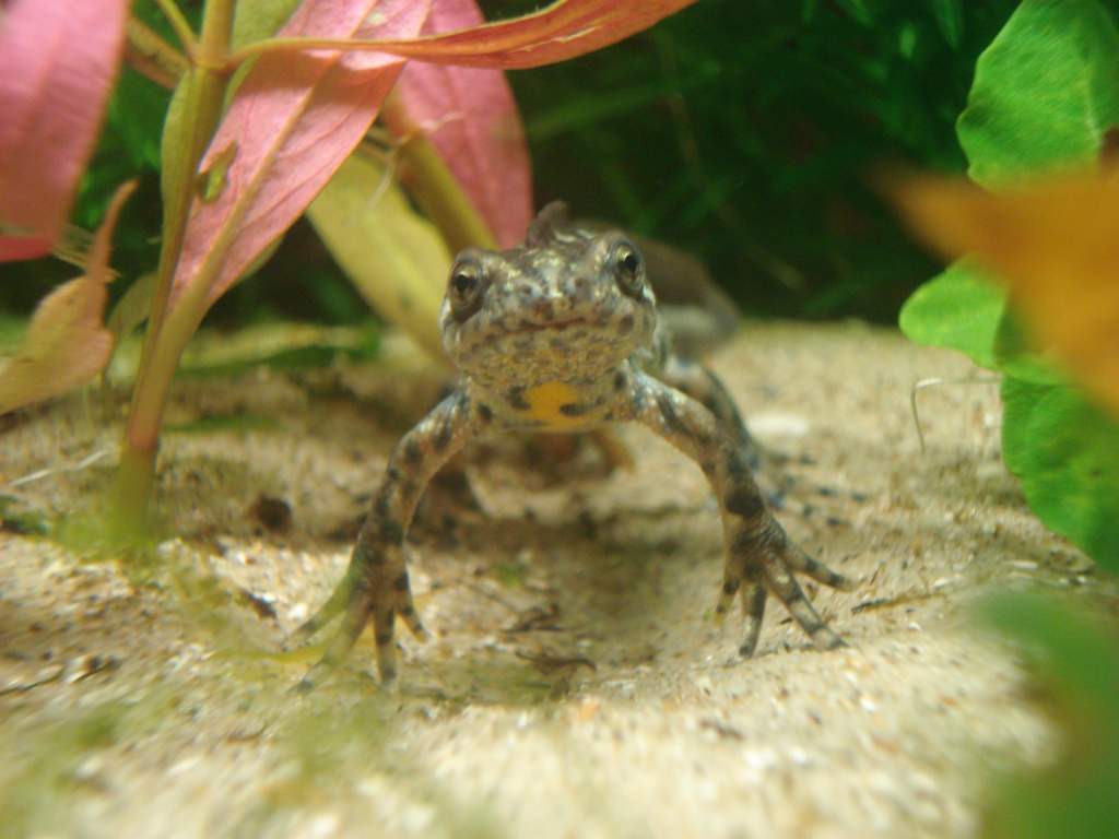 Triturus arntzeni Young male