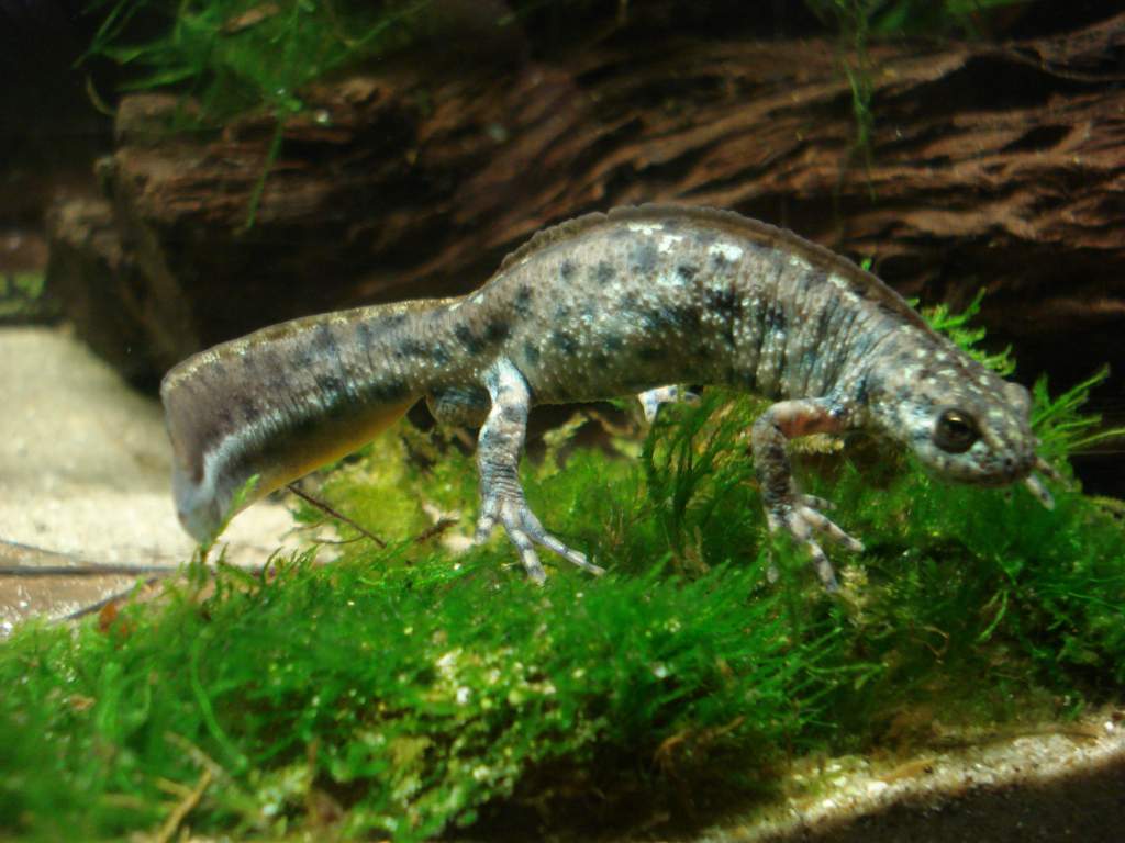 Triturus arntzeni young male