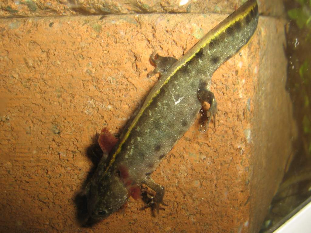 Triturus carnifex larvae