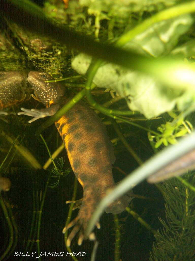 Triturus carnifex