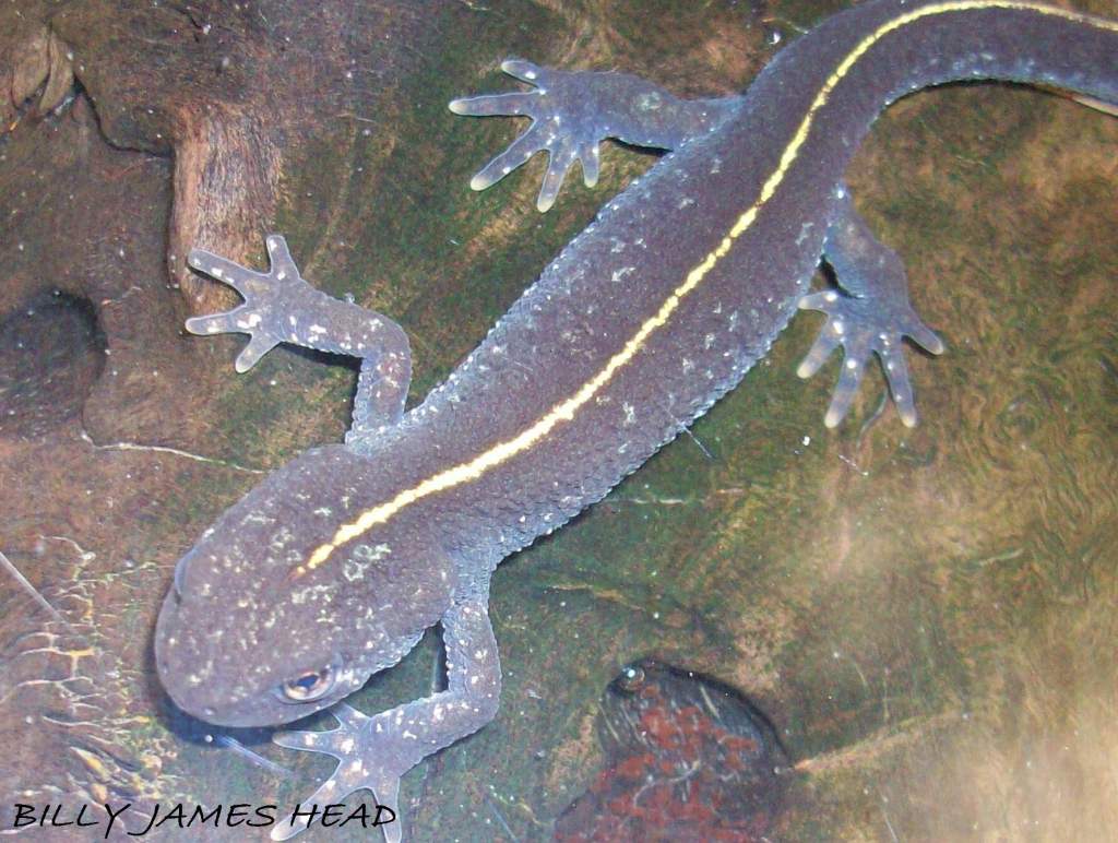 Triturus carnifex