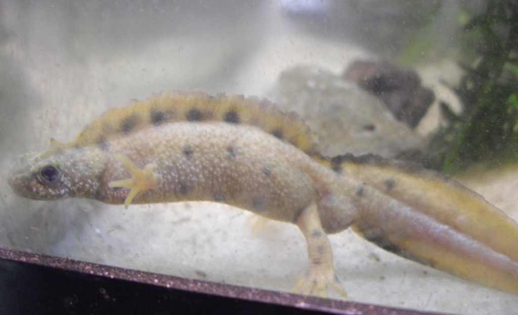 Triturus carnifex