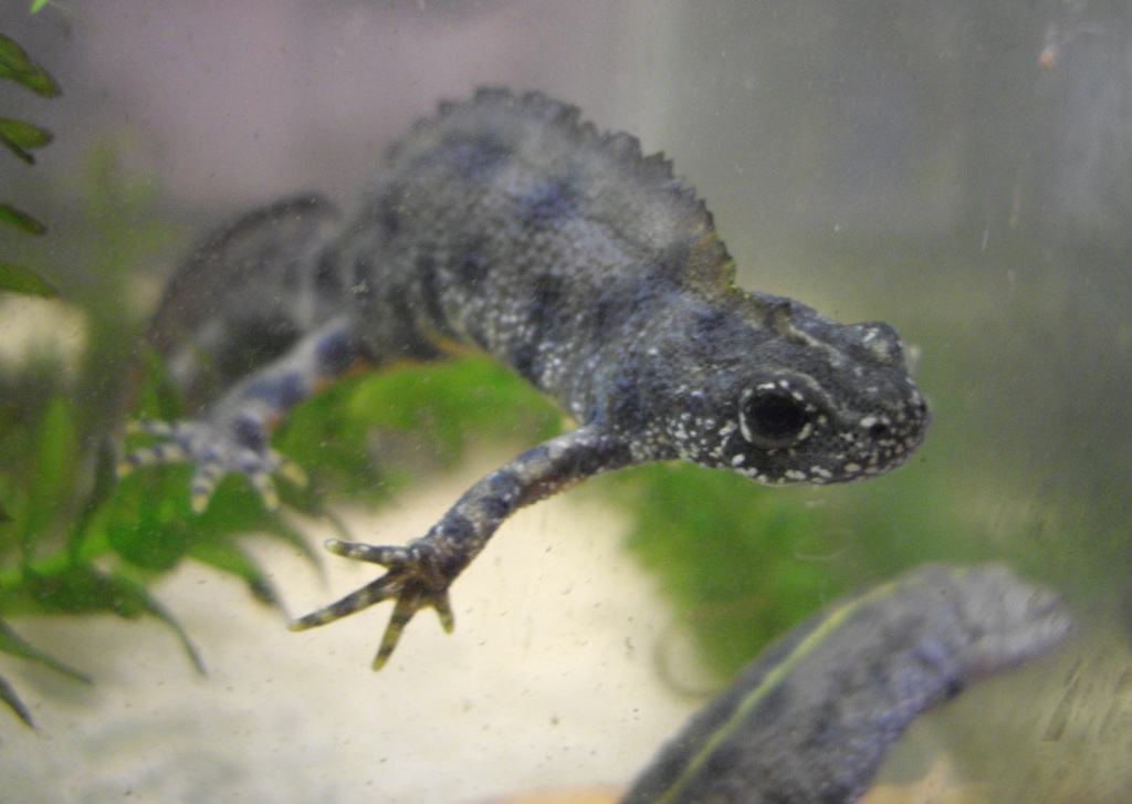 Triturus carnifex