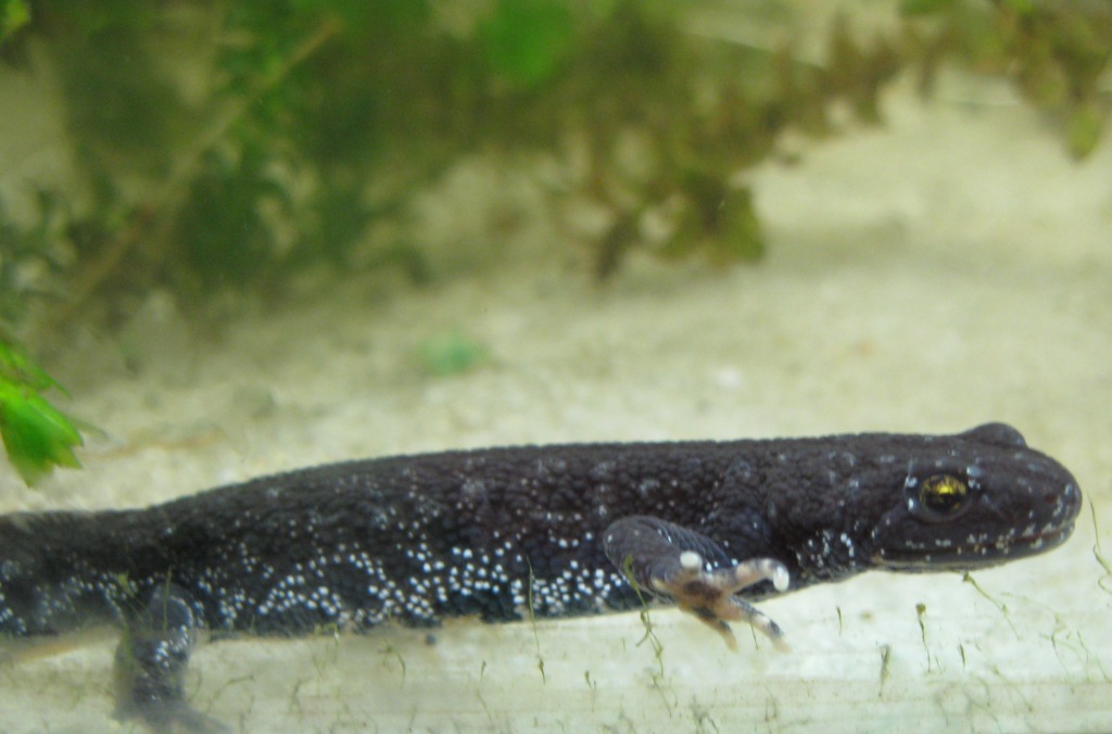 Triturus cristatus