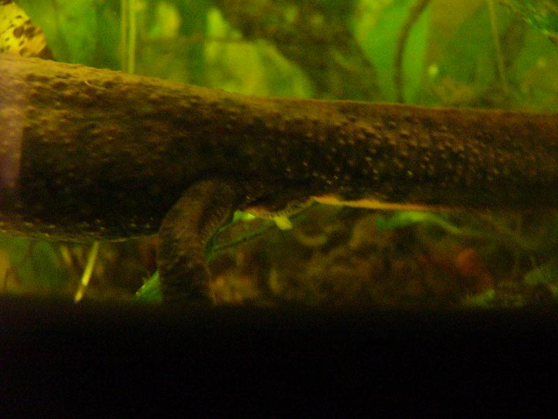 Triturus dobrogicus dobrogicus, female with picked up spermatophore.