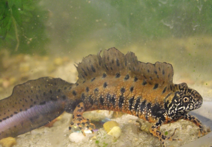 Triturus dobrogicus dobrogicus