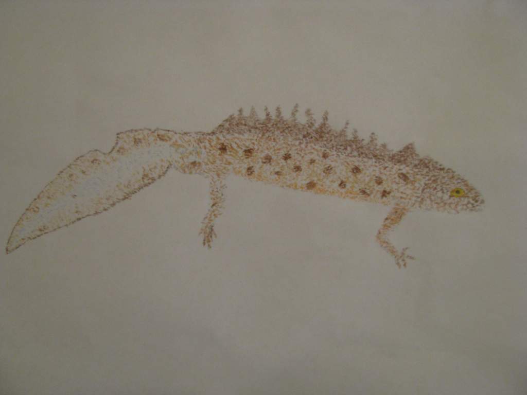 Triturus Dobrogicus 
Drawn with tiny colored pencil dots