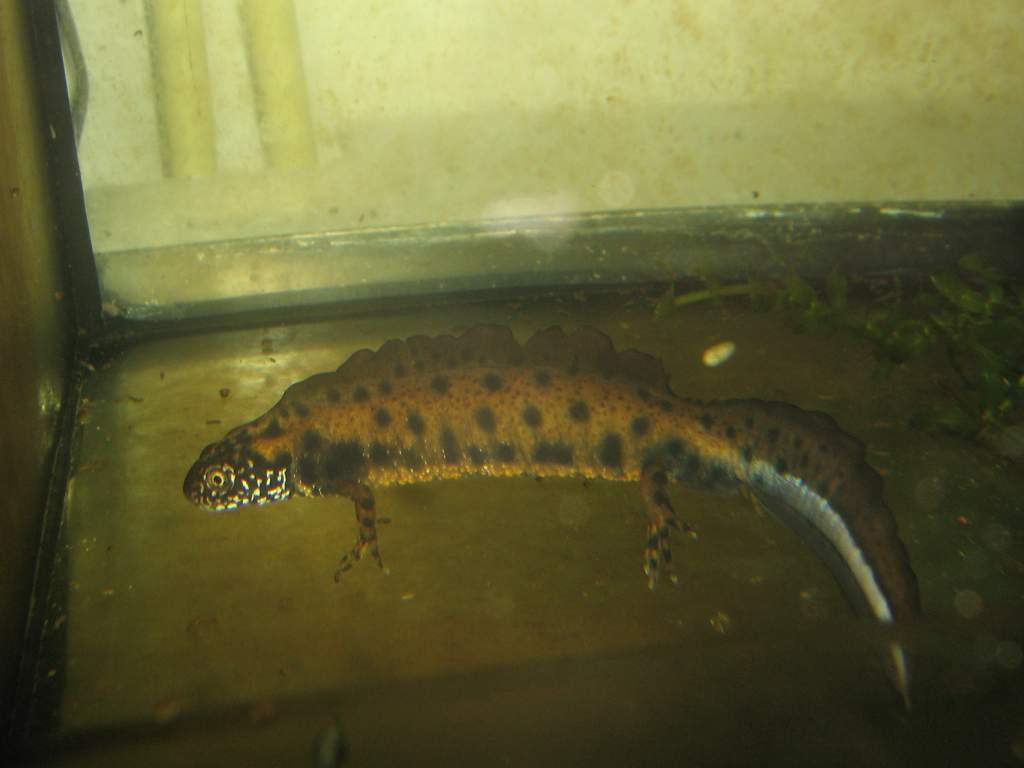 Triturus dobrogicus male, cresting and getting ready fro a new season, 31 oct 2009