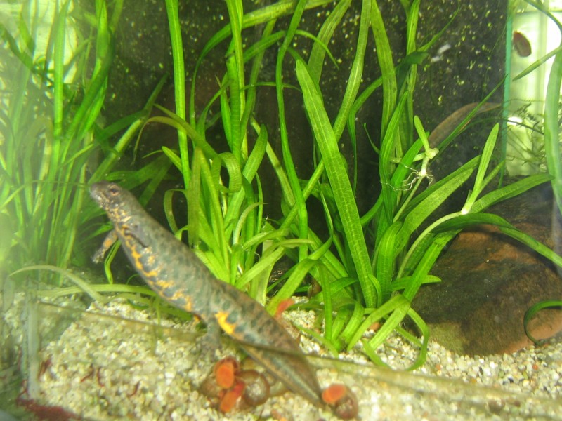 Triturus karelinii kaukasus female