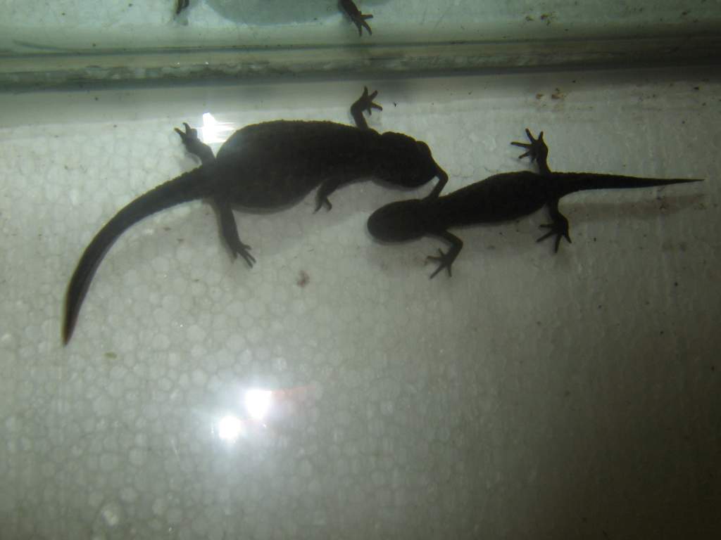 Triturus karelinii kaukasus females, one normal one and one ever getting bigger one, gravid is an understatement! :D