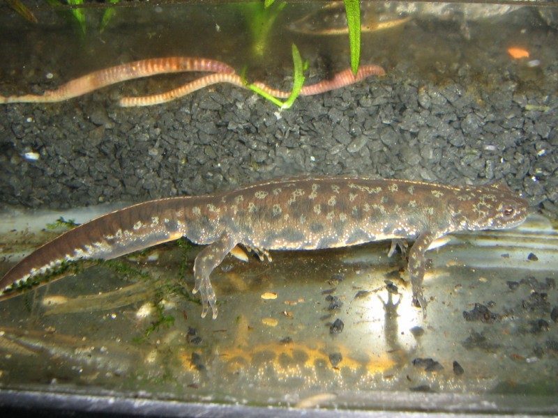 Triturus karelinii kaukasus