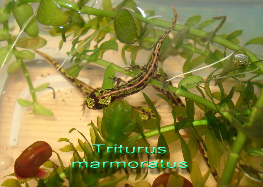 Triturus marmoratus babys