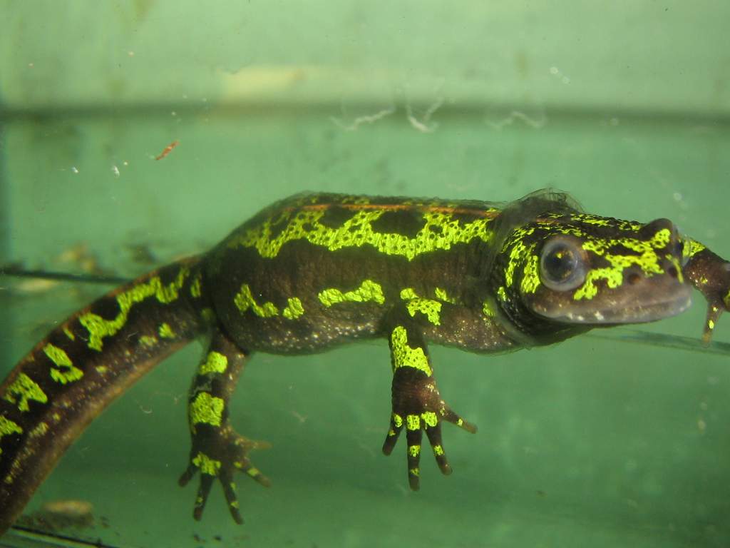 Triturus marmoratus female shedding