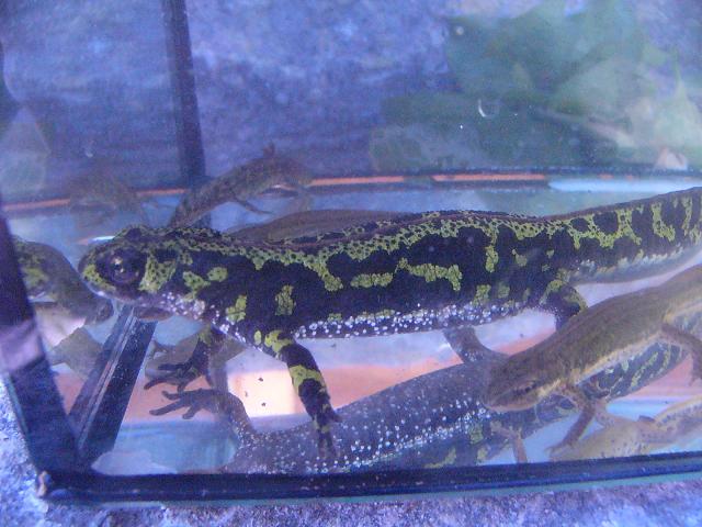 Triturus marmoratus, female.