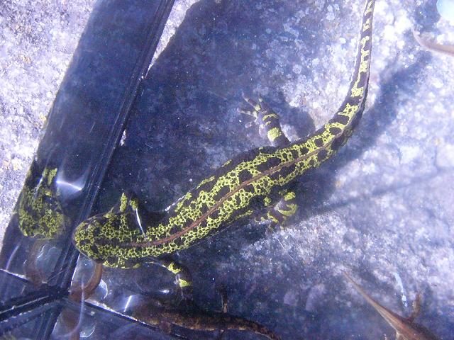 Triturus marmoratus, female.