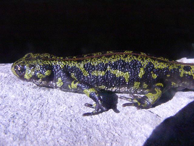 Triturus marmoratus, female.