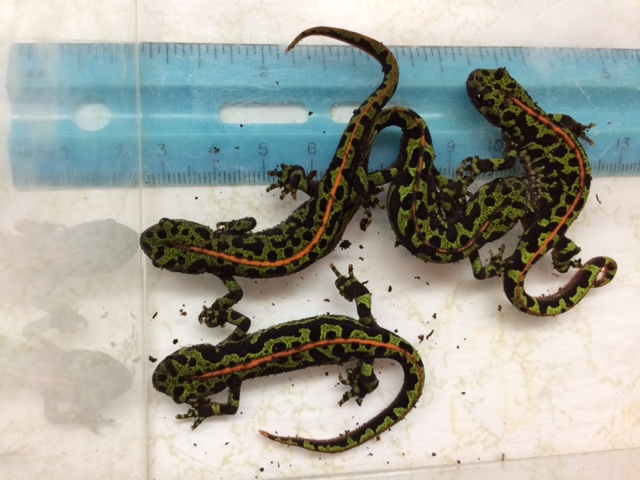 Triturus marmoratus juveniles, about 9 months post-metamorphosis. One is clearly male (orange stripe is thin and discontinuous).