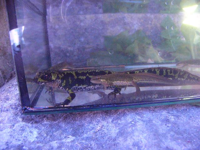 Triturus marmoratus/Lissotriton helveticus size comparisson.