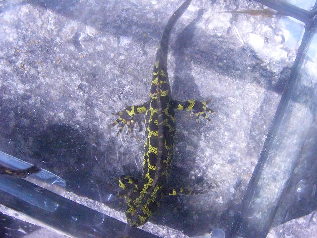 Triturus marmoratus, male.