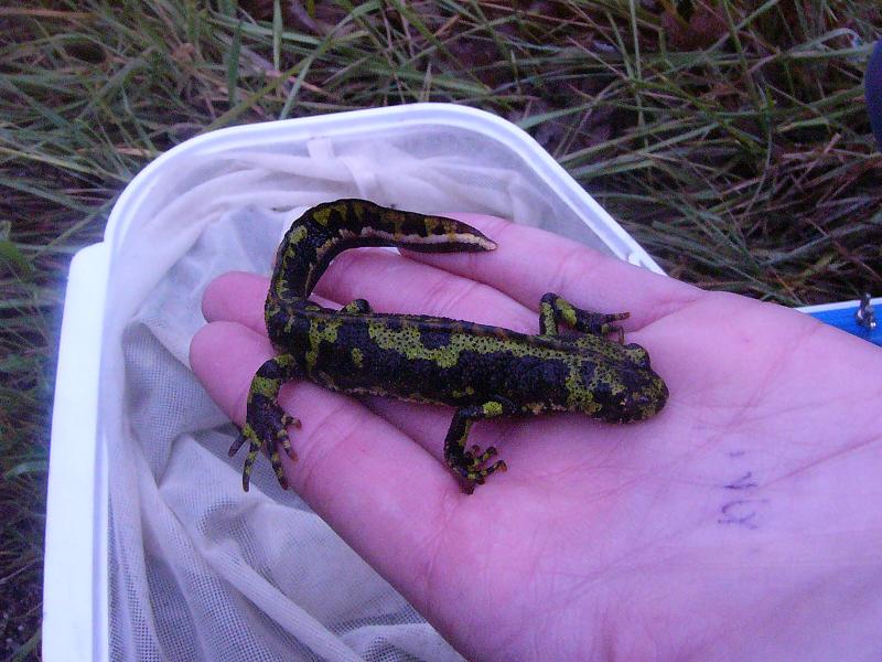 Triturus marmoratus, male.