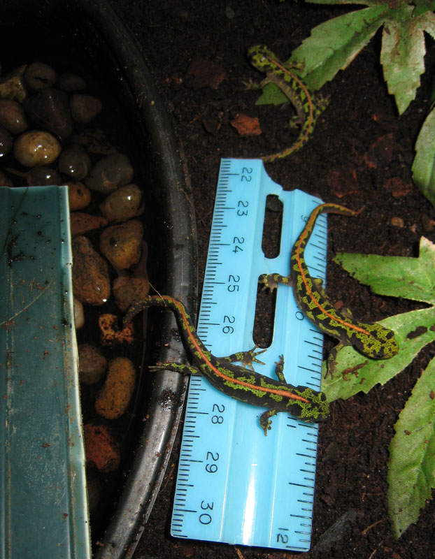 Triturus marmoratus metamorphs.