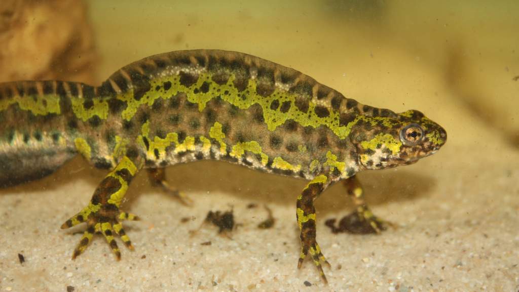 Triturus marmoratus