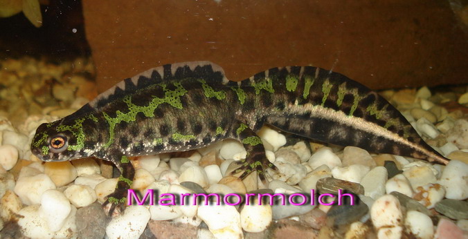 Triturus marmoratus